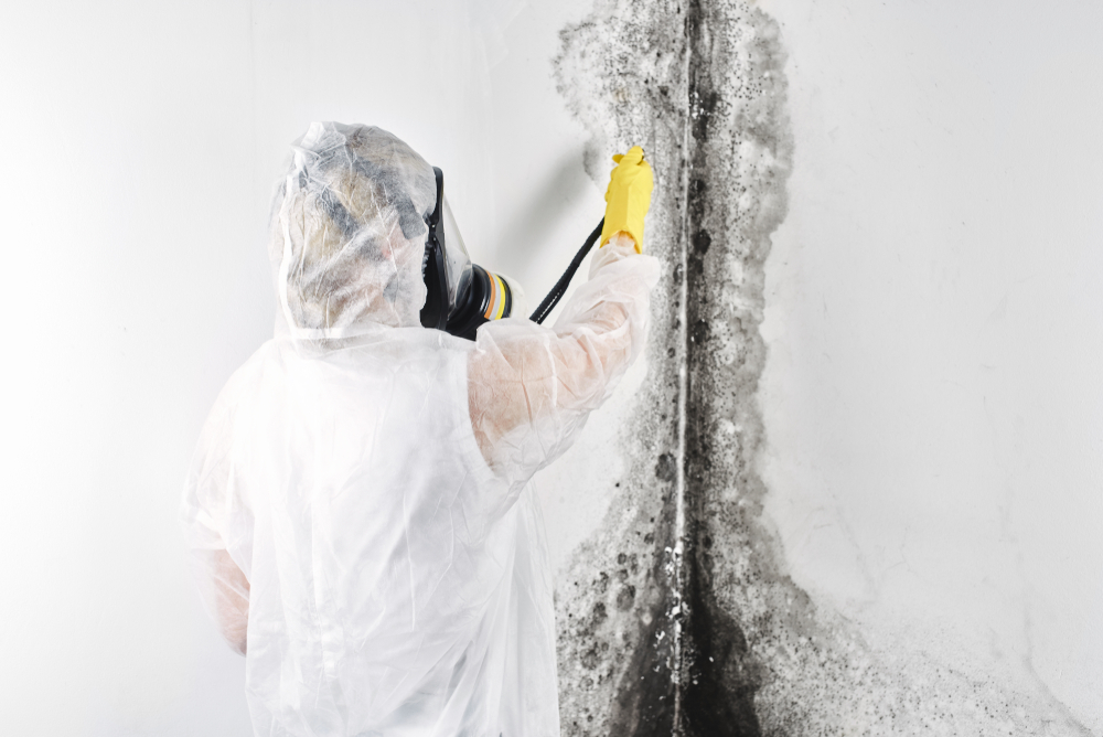 Mandurah mould removing